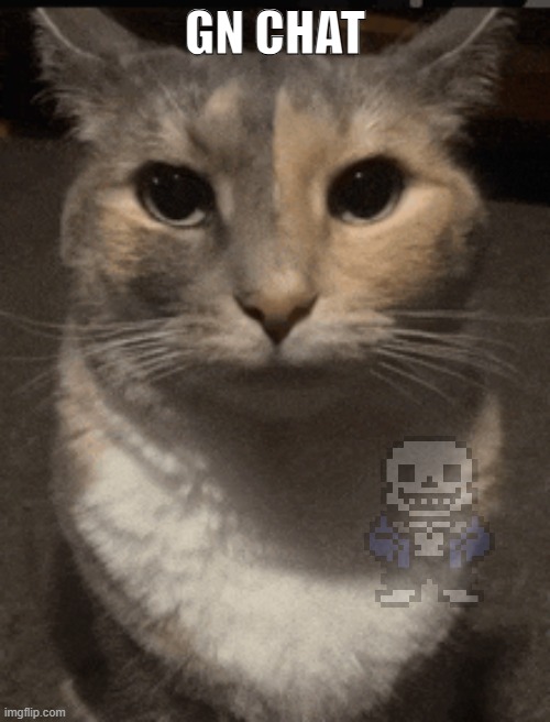 cat dead stare | GN CHAT | image tagged in cat dead stare | made w/ Imgflip meme maker