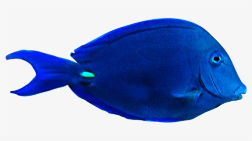 Pasttat Blue tang Blank Meme Template
