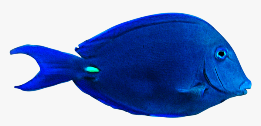 Pasttat Blue Tang Blank Meme Template