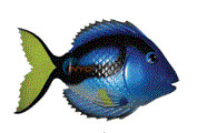 Swimways rainbow reef fish Blank Meme Template