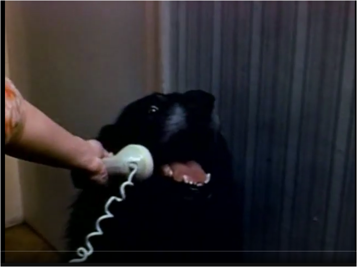 YES THIS IS DOG Blank Meme Template