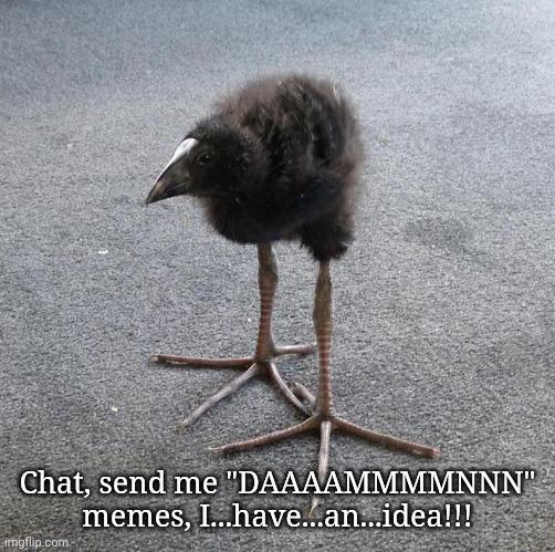 Pukeko chick | Chat, send me "DAAAAMMMMNNN" memes, I...have...an...idea!!! | image tagged in pukeko chick | made w/ Imgflip meme maker