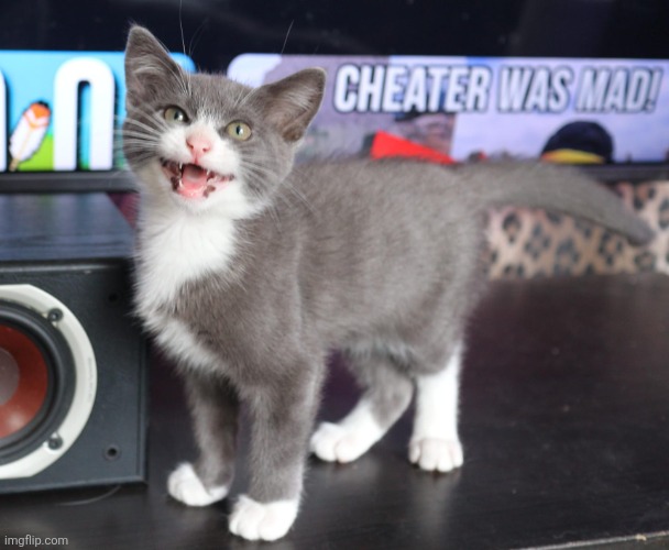 Happy Kitten | image tagged in happy kitten | made w/ Imgflip meme maker