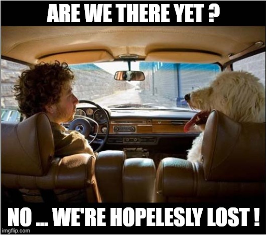 Dogs Do Not Make Good Navigators ! | ARE WE THERE YET ? NO ... WE'RE HOPELESLY LOST ! | image tagged in dogs,navigator,lost | made w/ Imgflip meme maker