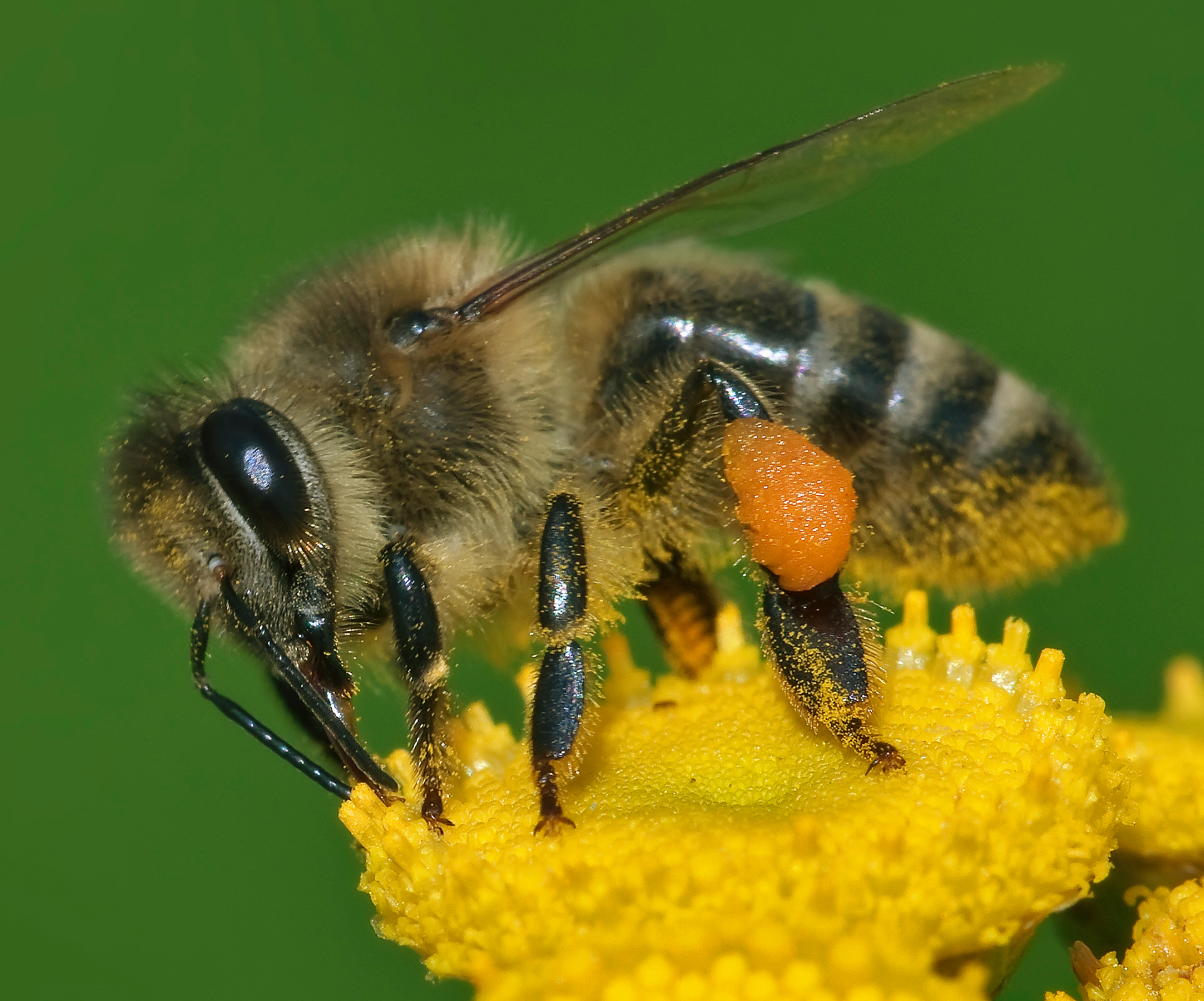 Bees Protesting Blank Meme Template