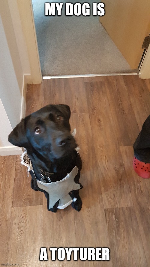 My dog | MY DOG IS; A TOYTURER | image tagged in dogs,funny animals | made w/ Imgflip meme maker