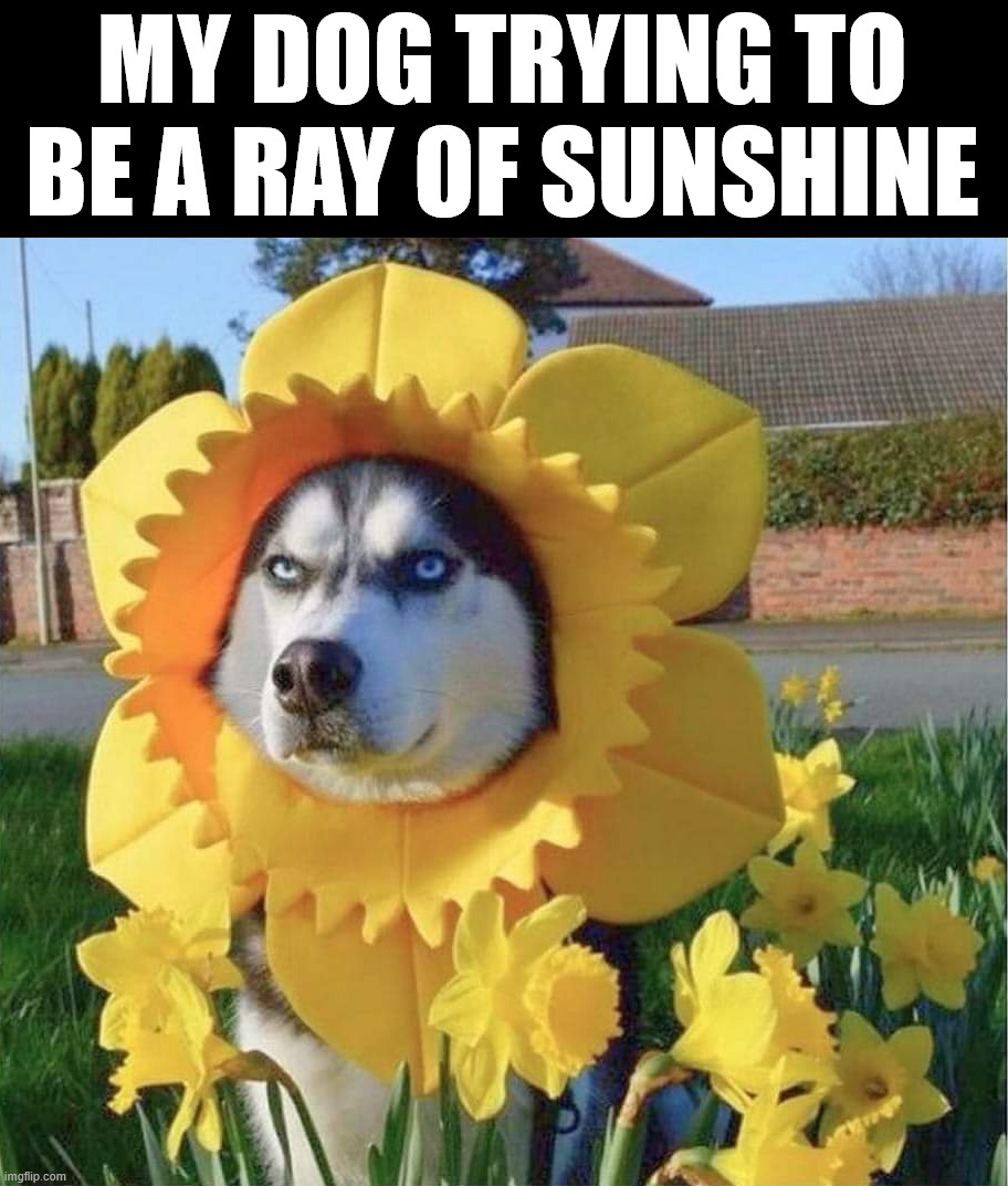 Being a sun flower | MY DOG TRYING TO BE A RAY OF SUNSHINE | image tagged in dogs | made w/ Imgflip meme maker