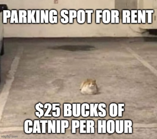 Parking spot | image tagged in cats,funny cats,secure parking,funny cat memes,parking lot | made w/ Imgflip meme maker