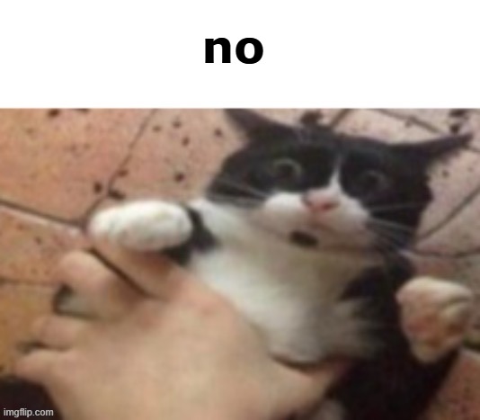 Cat caught in 4 k | no | image tagged in cat caught in 4 k | made w/ Imgflip meme maker