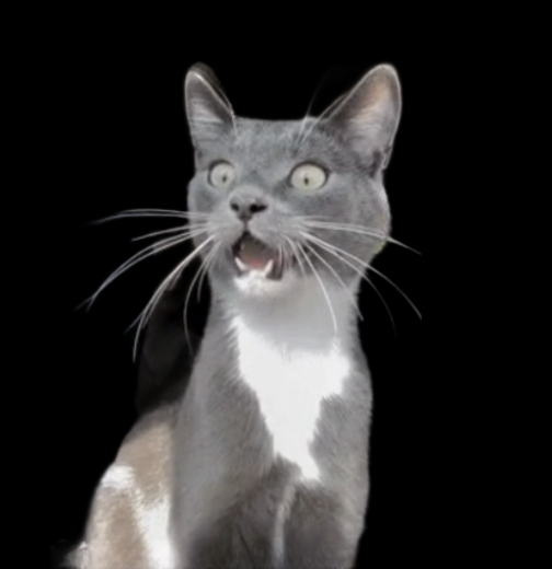 Speechless Cat Blank Meme Template