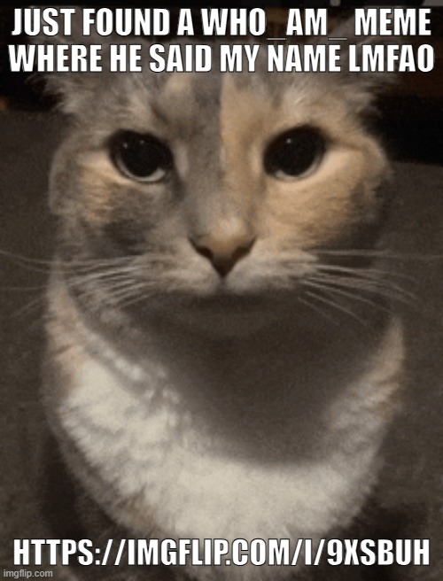ignore the link inside meme | JUST FOUND A WHO_AM_ MEME WHERE HE SAID MY NAME LMFAO; HTTPS://IMGFLIP.COM/I/9XSBUH | image tagged in cat dead stare,sans of topic | made w/ Imgflip meme maker