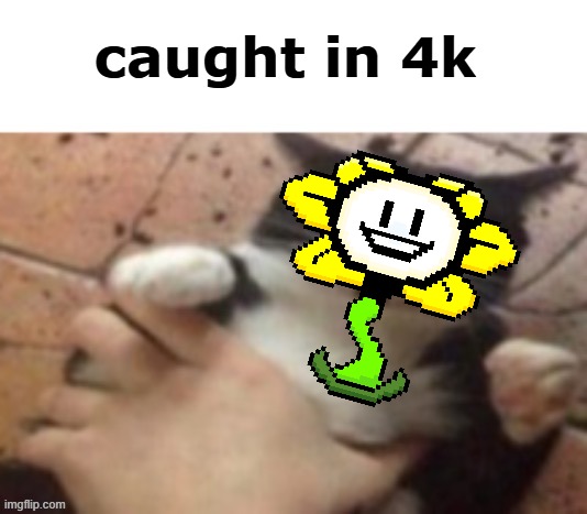 Cat caught in 4 k | caught in 4k | image tagged in cat caught in 4 k | made w/ Imgflip meme maker