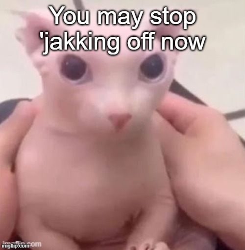 bingus | You may stop 'jakking off now | image tagged in bingus | made w/ Imgflip meme maker