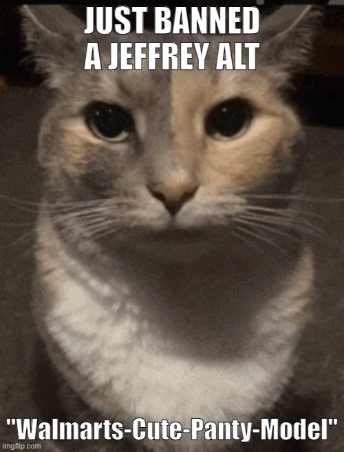 bros running out of usernames | JUST BANNED A JEFFREY ALT; "Walmarts-Cute-Panty-Model" | image tagged in cat dead stare,sans of topic,wraiths | made w/ Imgflip meme maker