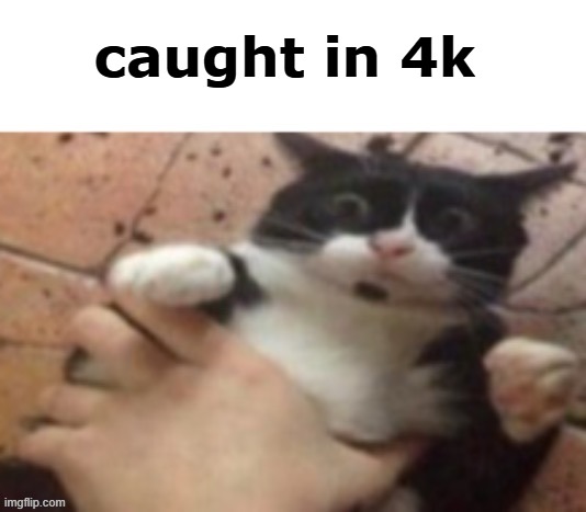 Cat caught in 4 k | caught in 4k | image tagged in cat caught in 4 k | made w/ Imgflip meme maker