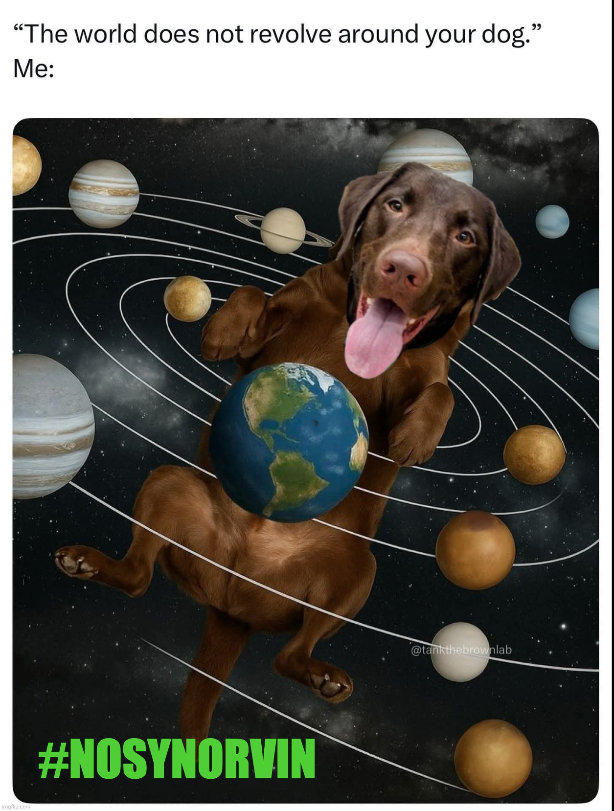 The world revolves around my dog | #NOSYNORVIN | image tagged in nosy norvin,dogs,funny,dog memes,cute,labrador | made w/ Imgflip meme maker