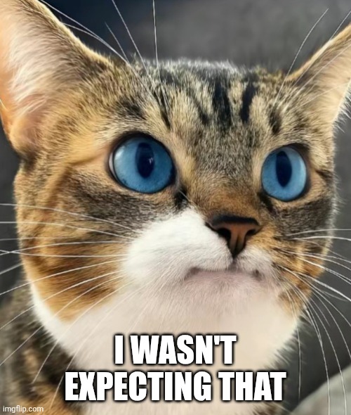 Slightly surprised cat | I WASN'T EXPECTING THAT | image tagged in reaction | made w/ Imgflip meme maker
