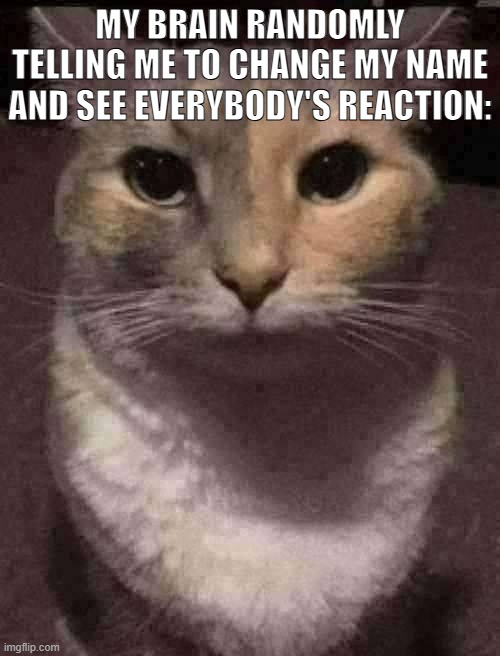 TS A JOKE I SWE- (AR. -Spinel) (the period was unnecessary -Sys) | MY BRAIN RANDOMLY TELLING ME TO CHANGE MY NAME AND SEE EVERYBODY'S REACTION: | image tagged in cat dead stare,sans of topic | made w/ Imgflip meme maker