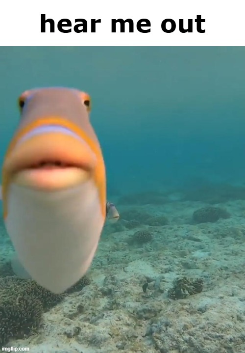 staring fish | hear me out | image tagged in staring fish | made w/ Imgflip meme maker