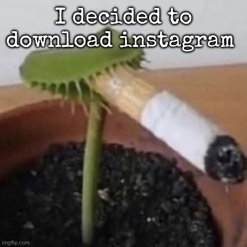 plant weeds | I decided to download instagram | image tagged in plant weeds,msmg | made w/ Imgflip meme maker