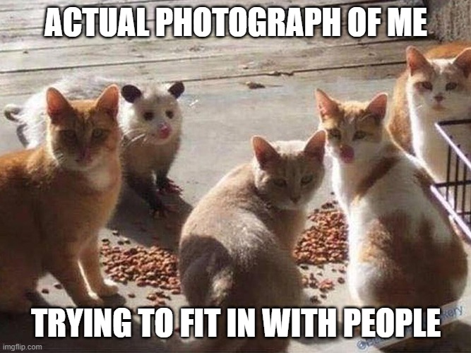 Me | ACTUAL PHOTOGRAPH OF ME; TRYING TO FIT IN WITH PEOPLE | image tagged in fitting in,cats,possum | made w/ Imgflip meme maker