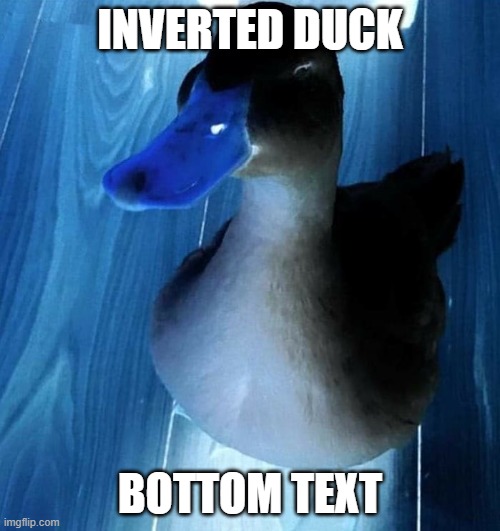 inverted duck | INVERTED DUCK; BOTTOM TEXT | image tagged in smile duck,inverted,duck | made w/ Imgflip meme maker