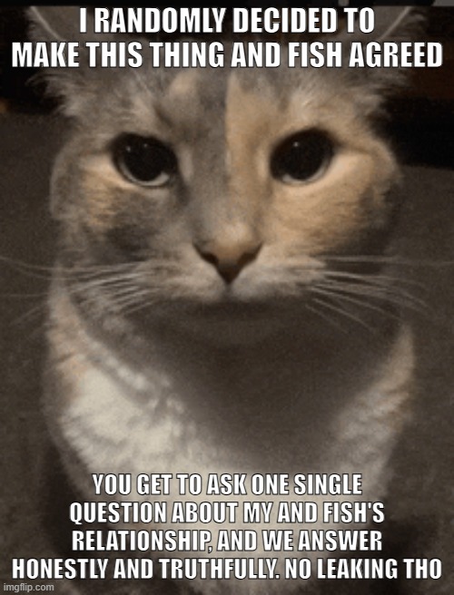 im so cooked in this vro (no you aren’t. We are both cooked in this lol- pf) (real lmao -Sys) | I RANDOMLY DECIDED TO MAKE THIS THING AND FISH AGREED; YOU GET TO ASK ONE SINGLE QUESTION ABOUT MY AND FISH'S RELATIONSHIP, AND WE ANSWER HONESTLY AND TRUTHFULLY. NO LEAKING THO | image tagged in cat dead stare,sans of topic | made w/ Imgflip meme maker