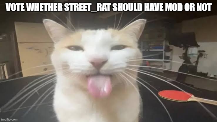 ik this is kinda sudden but i think he deserves mod | VOTE WHETHER STREET_RAT SHOULD HAVE MOD OR NOT | image tagged in milly the silly cat bleh cat,sans of topic | made w/ Imgflip meme maker
