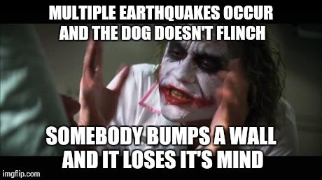 And everybody loses their minds | MULTIPLE EARTHQUAKES OCCUR AND THE DOG DOESN'T FLINCH SOMEBODY BUMPS A WALL AND IT LOSES IT'S MIND | image tagged in memes,and everybody loses their minds | made w/ Imgflip meme maker