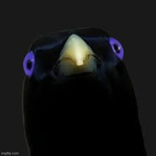 u want sum fuk | image tagged in u want sum fuk | made w/ Imgflip meme maker