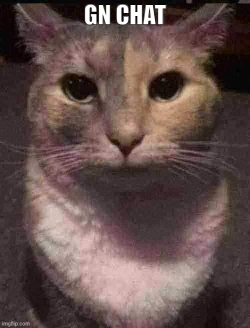 cat dead stare | GN CHAT | image tagged in cat dead stare,sans of topic | made w/ Imgflip meme maker
