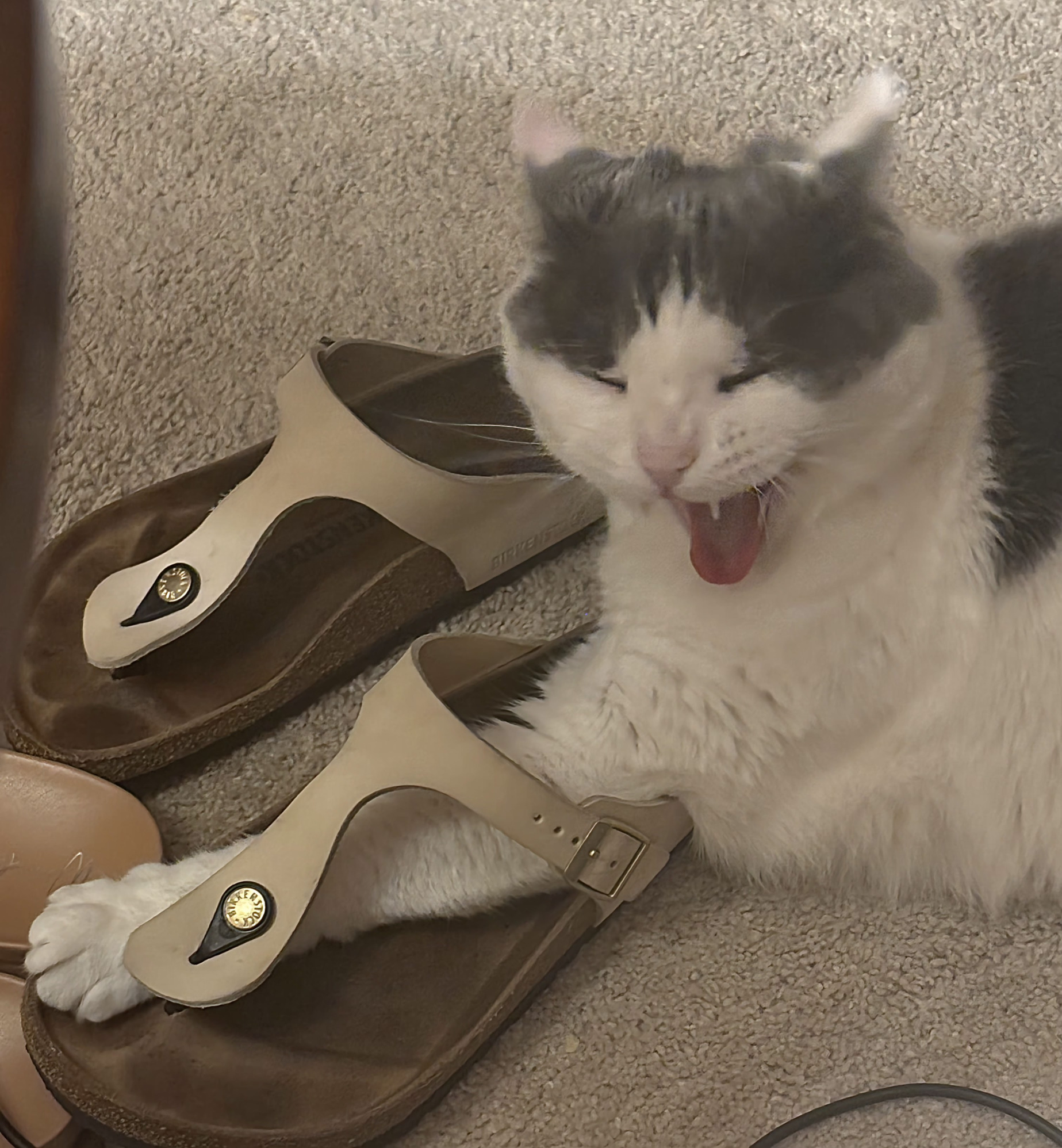 Screamo Kitty Blank Meme Template