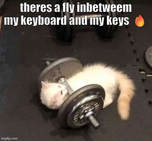 cat working out | theres a fly inbetweem my keyboard and my keys 🔥 | image tagged in cat working out | made w/ Imgflip meme maker