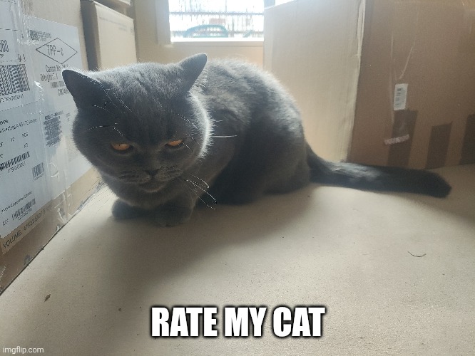 RATE MY CAT | made w/ Imgflip meme maker