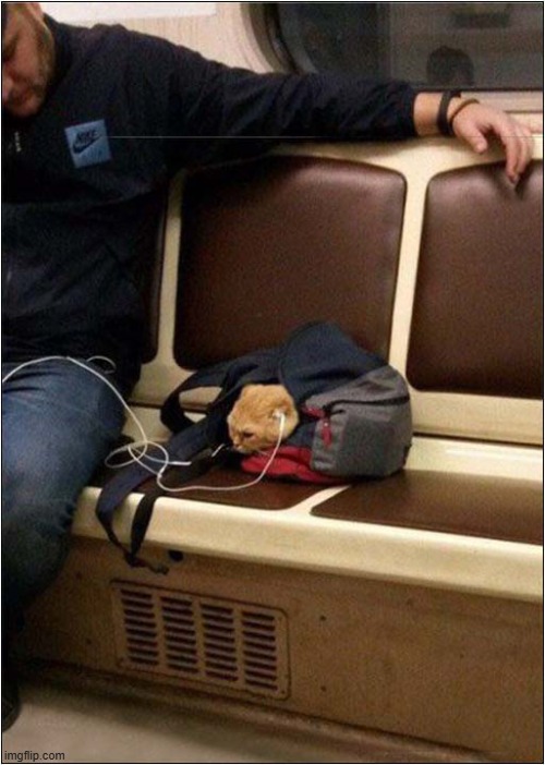 Sharing Your Musical Tastes With Your Cat | image tagged in cats,music | made w/ Imgflip meme maker