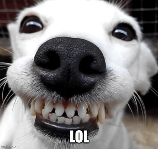 Smiling Dog | LOL | image tagged in smiling dog | made w/ Imgflip meme maker
