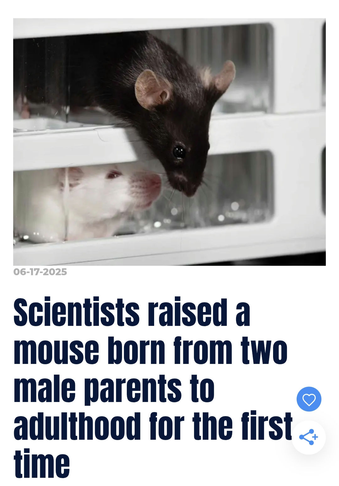 Scientists raised a mouse born from 2 male parent Blank Meme Template