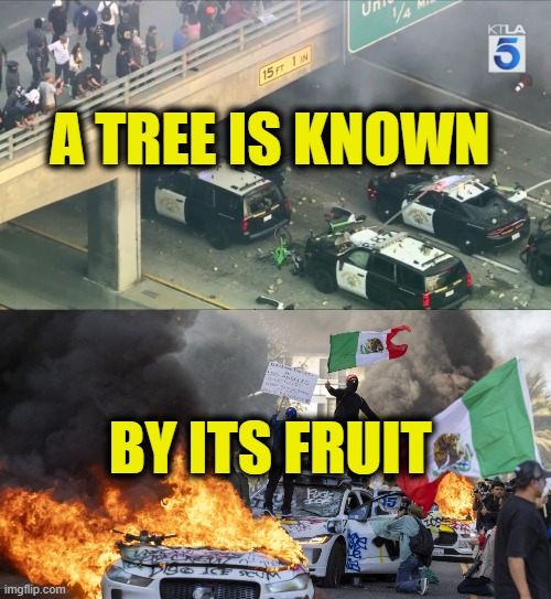 More Leftist Logic | A TREE IS KNOWN; BY ITS FRUIT | made w/ Imgflip meme maker