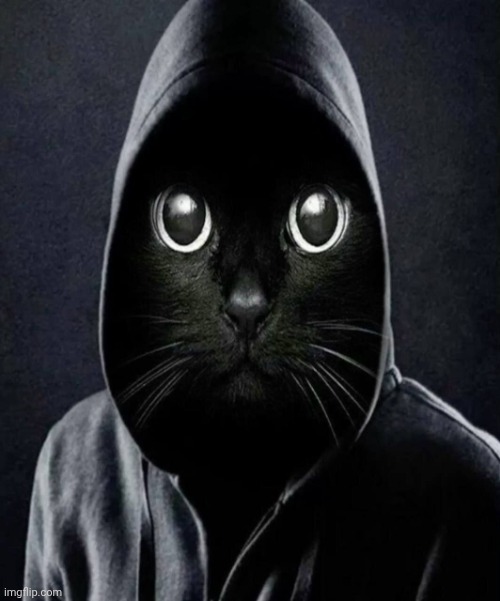 Black cat at in a hood meme | image tagged in black cat at in a hood meme | made w/ Imgflip meme maker