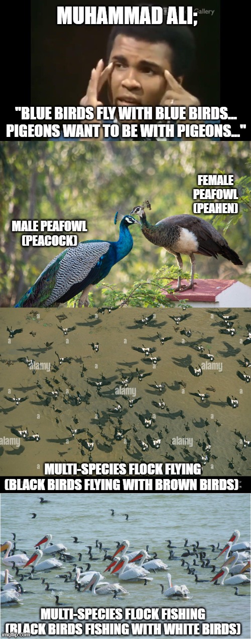 Muhammad Ali; good at boxing, bad at facts about birds and humans. | MUHAMMAD ALI;; "BLUE BIRDS FLY WITH BLUE BIRDS... PIGEONS WANT TO BE WITH PIGEONS..."; FEMALE PEAFOWL (PEAHEN); MALE PEAFOWL (PEACOCK); MULTI-SPECIES FLOCK FLYING (BLACK BIRDS FLYING WITH BROWN BIRDS); MULTI-SPECIES FLOCK FISHING (BLACK BIRDS FISHING WITH WHITE BIRDS) | image tagged in memes,muhammad ali,racism,not racist,birds,epic fail | made w/ Imgflip meme maker