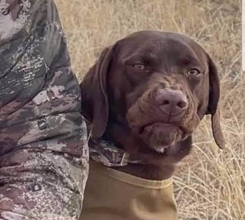 Dog looks with complete hatred Blank Meme Template