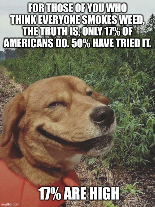 Smoke Weed Everyday | FOR THOSE OF YOU WHO THINK EVERYONE SMOKES WEED, THE TRUTH IS, ONLY 17% OF AMERICANS DO. 50% HAVE TRIED IT. 17% ARE HIGH | image tagged in smoke weed everyday | made w/ Imgflip meme maker