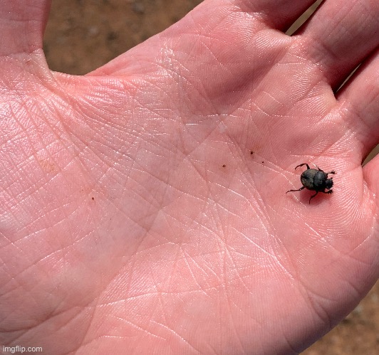 Tiny dung beetle | made w/ Imgflip meme maker