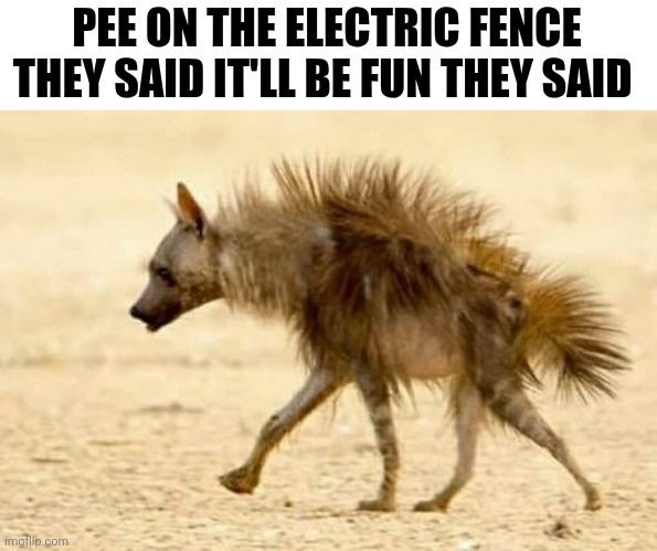 Pee On The Electric Fence They Said It'll Be Fun They Said | PEE ON THE ELECTRIC FENCE THEY SAID IT'LL BE FUN THEY SAID | image tagged in chrisjoines1 | made w/ Imgflip meme maker