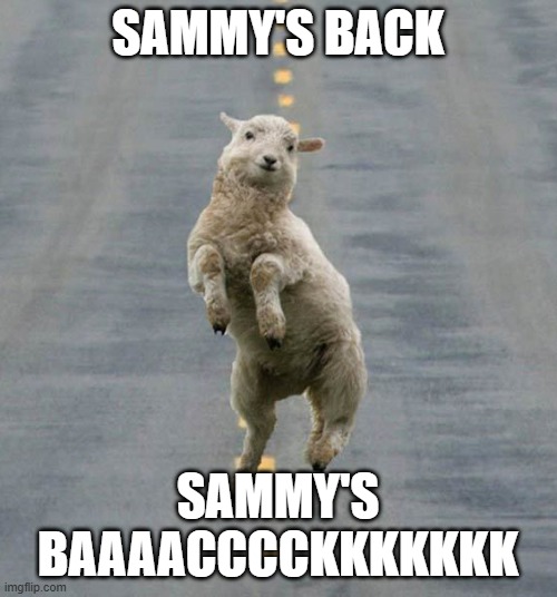 YYYYYEEEESSSSS | SAMMY'S BACK; SAMMY'S BAAAACCCCKKKKKKK | image tagged in happy sheep | made w/ Imgflip meme maker