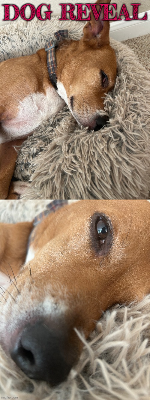 He very eepy rn | DOG REVEAL | made w/ Imgflip meme maker
