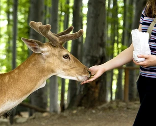 feeding derr Blank Meme Template