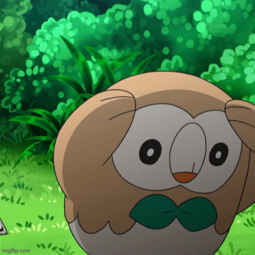 Plotting Rowlet | image tagged in plotting rowlet | made w/ Imgflip meme maker