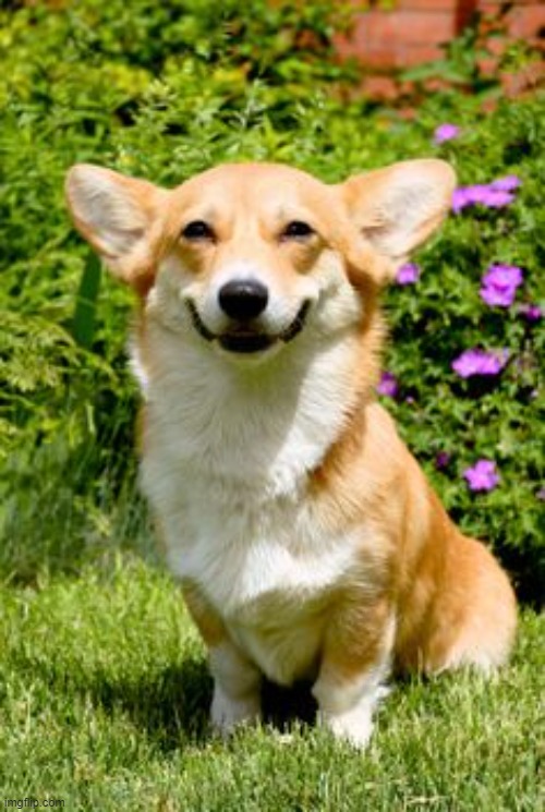 image tagged in mischievous corgi | made w/ Imgflip meme maker