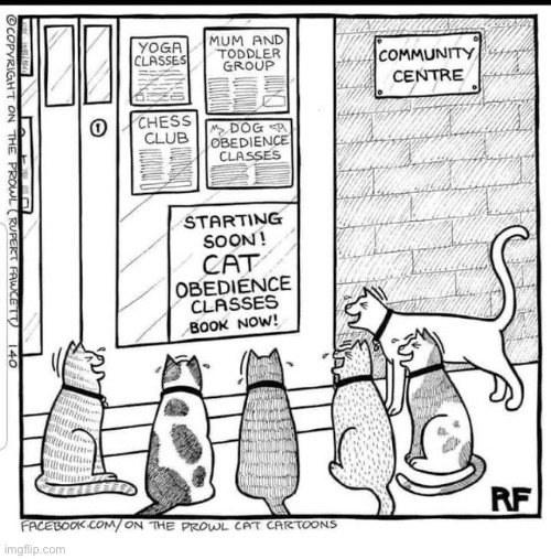 They’ll put that class out of business before it even gets started! | image tagged in cats,comics/cartoons,cat obedience | made w/ Imgflip meme maker